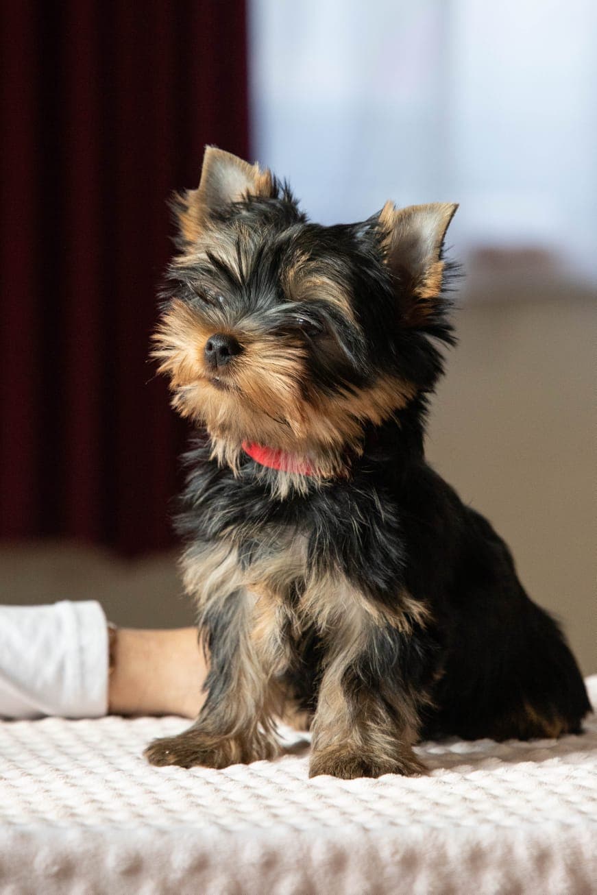 pup1
