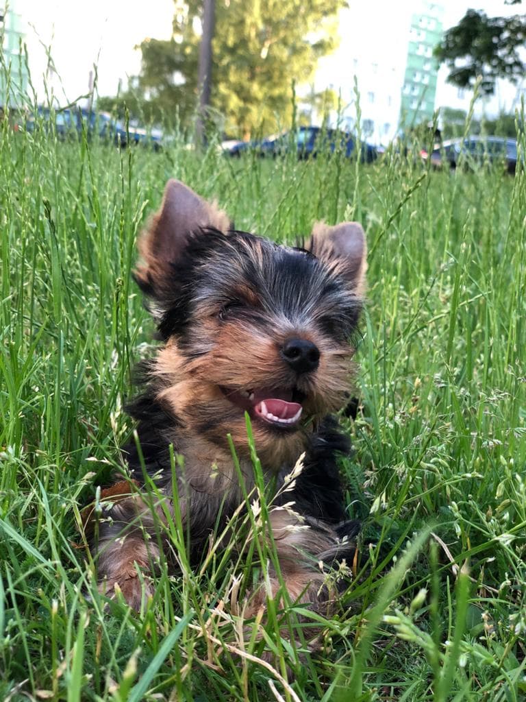 pup4